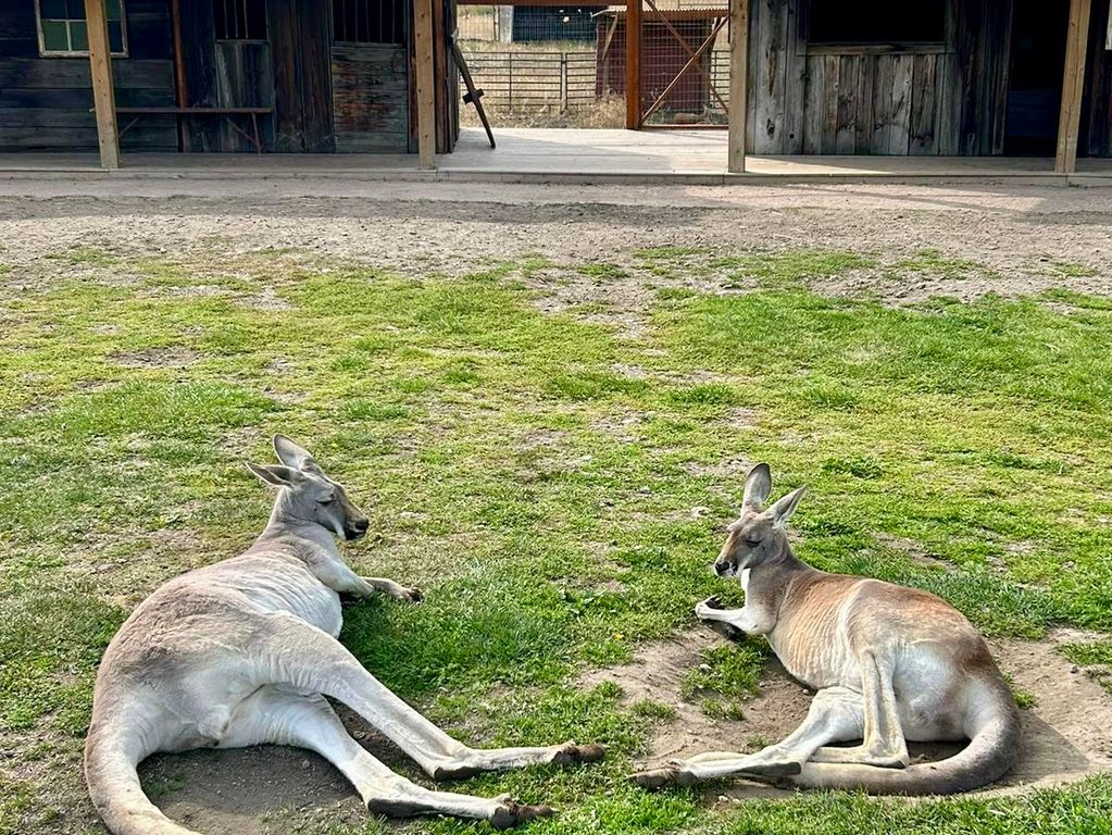 Kangaroes Canada rondreis